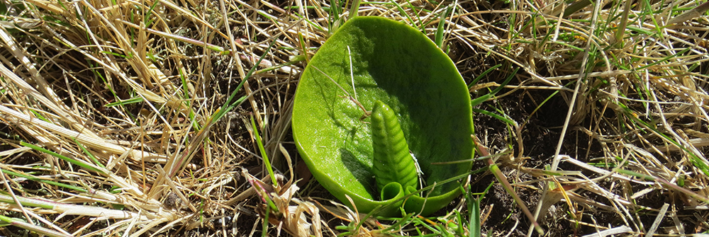 ADDER'S TONGUE Ophioglossum crotalophoroides